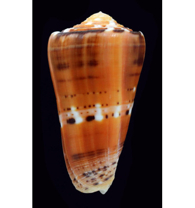 barthelemyi 60,1mm Mauritius