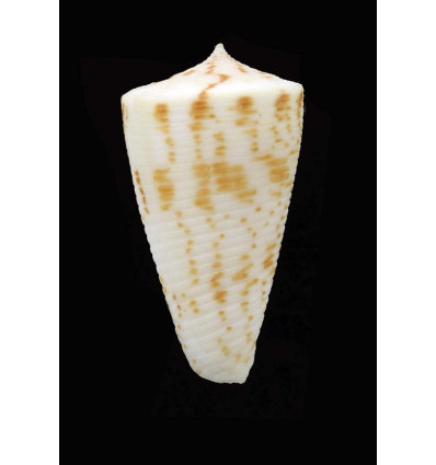 lizardensis 35,0mm BIG