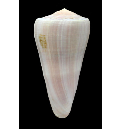 berdulinus 88,0mm BIG