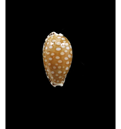 astaryi 23,0mm SUPERB