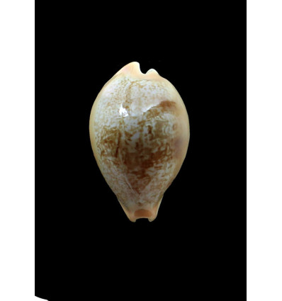 langfordi popperorum 52,0mm