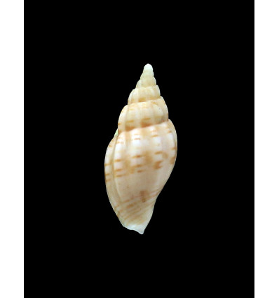 poppei 34,0mm RARITY