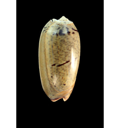 vidua albofasciata 66,0mm BIG