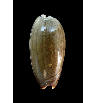 vidua albofasciata 60,0mm BIG