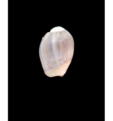 deshayesiana 26,0mm RARE