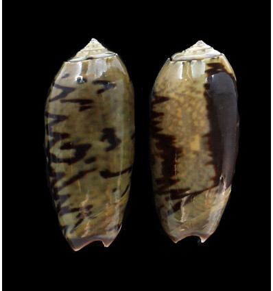 LOT of 2 vidua fulminans