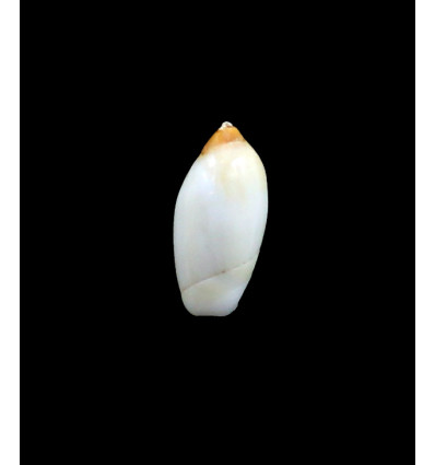 marmorata pura 18,0mm