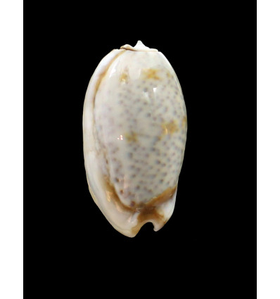 bulbosa labiapicta 45,3mm BIG