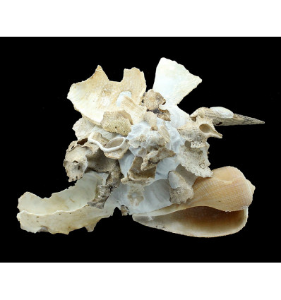 pallidula 132,0mm SPLENDID