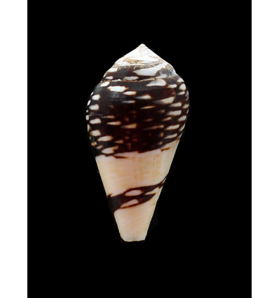 mercator reticularis 40,0mm