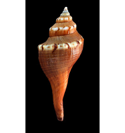 africanus 90,0mm DARK