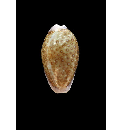 albuginosa 28,6mm BIG