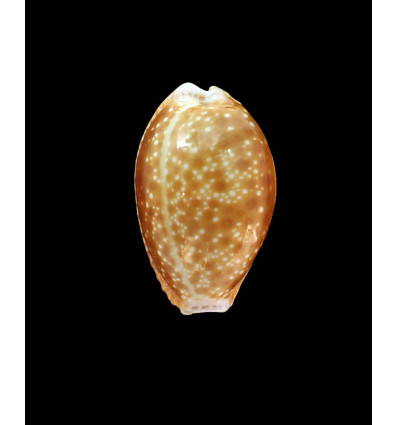 helvola 32,0mm BIG SA