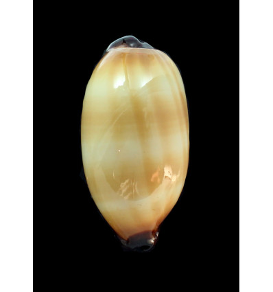 talpa 84,0mm MAURITIUS