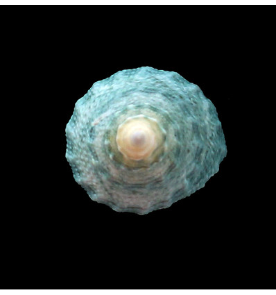 pyramis 26,0mm SUPERB