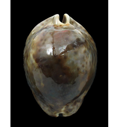 stercoraria 90,0mm BIG