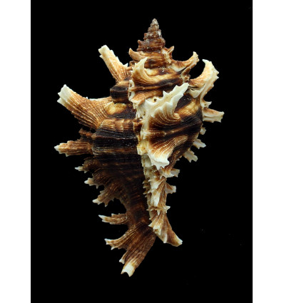 brevifrons 98,0mm SUPERB