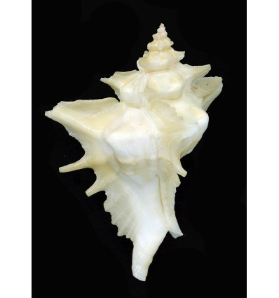 centrifuga 82,0mm GIANT