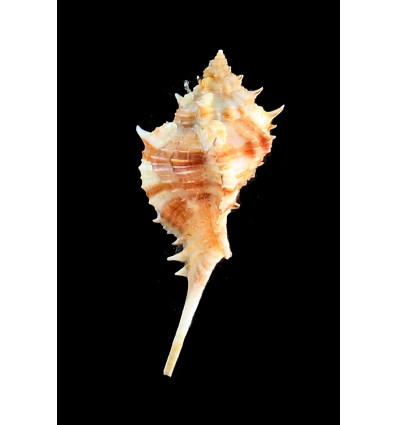 motacilla 57,1mm SUPERB