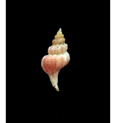 orbignyi 21,0mm RARE