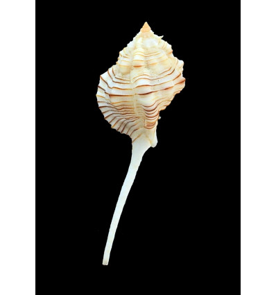 perelegans 73,0mm BIG