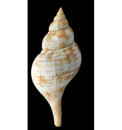 guyanensis 143,5mm RARE