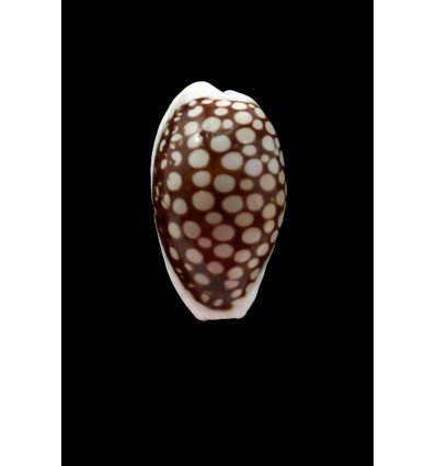 comma stepausensis 26,8mm