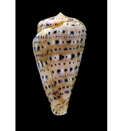 genuanus 74,0mm FREAK