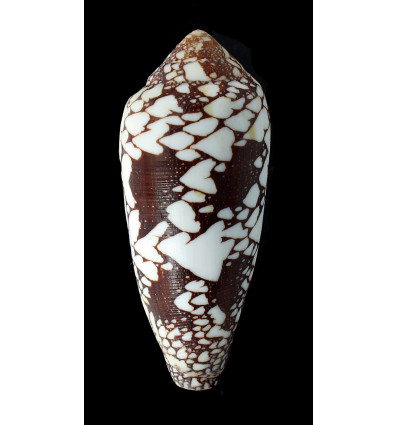 episcopatus 101,0mm GIANT