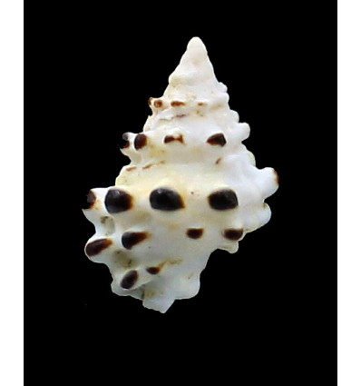 verrucosa 28,3mm RARITY