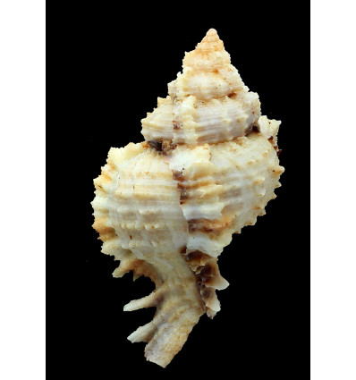 guyanensis 83,1mm RARE