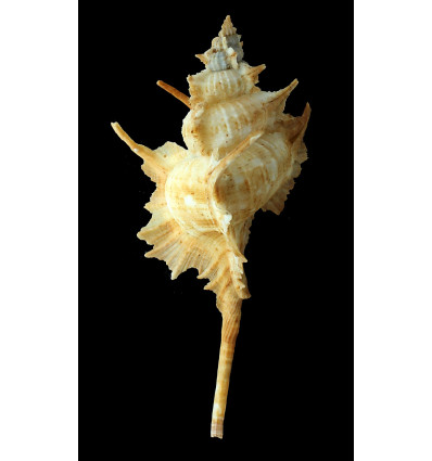 beauii 136,0mm MONSTER SIZE