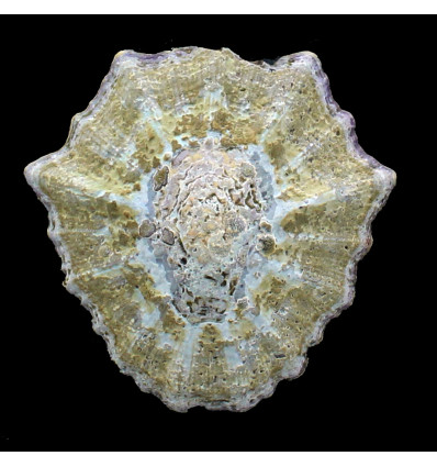 granatina 87,0mm BIG