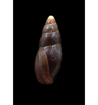 orientalis 28,3mm RARE