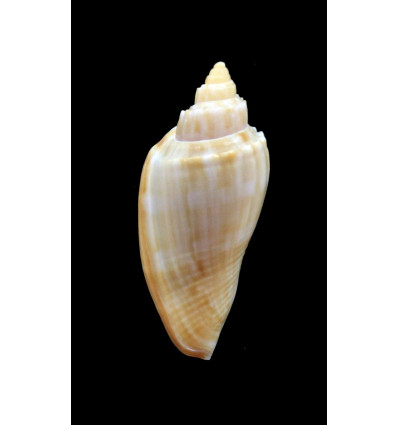 semirugata viljoenae 32,0mm RARE