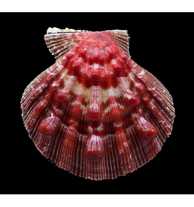 nodosus 65,0mm SUPERB