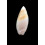 montrouzieri 35,0mm BIG