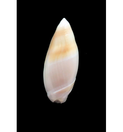 montrouzieri 35,0mm BIG