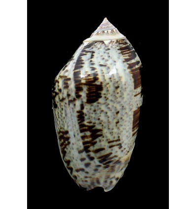 incrassata 80,0mm SPLENDID