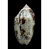 incrassata 80,0mm SPLENDID