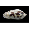 incrassata 80,0mm SPLENDID