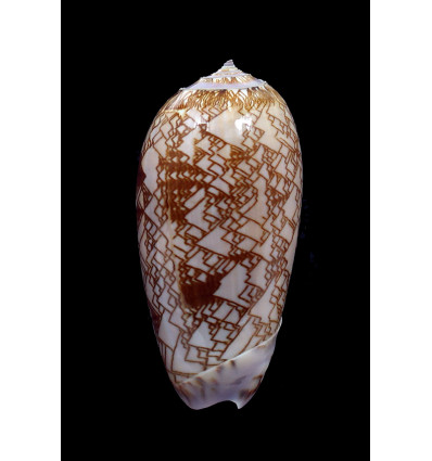 porphyria 68,0mm SUPERB