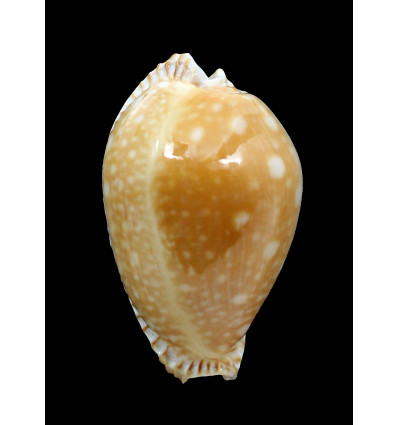 guttata azumai 55,0m