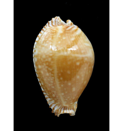 guttata azumai 55,0mm