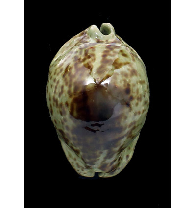 stercoraria 81,0mm SUPERB