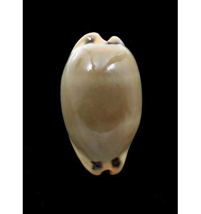 luria pulchroides 45,0mm