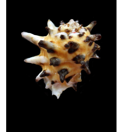 ricinus arachnoides 28,0mm