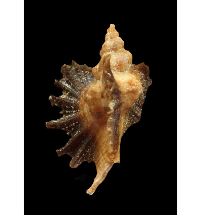 macroptera 49,0mm BIG