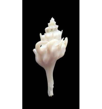 fraseri 44,5mm UNCOMMON