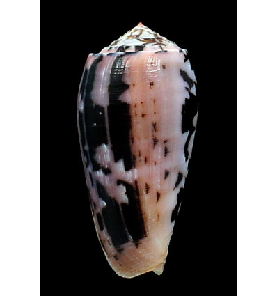 striatus 60,8mm COLORFUL